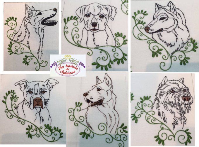 Nos chiens 