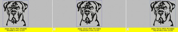 Le chien cane corso