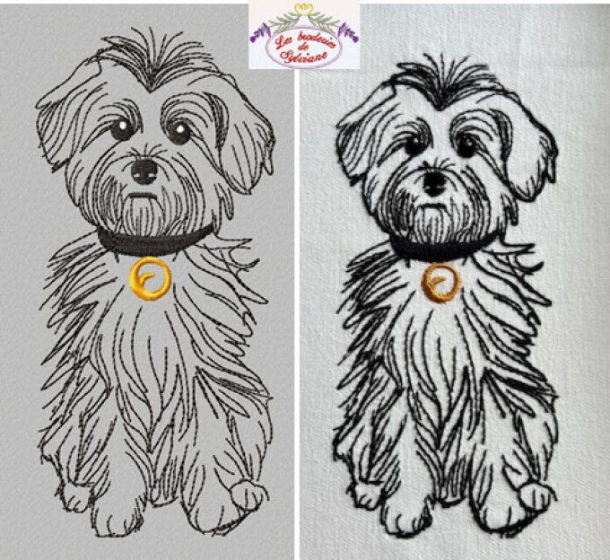 Chien Coton de Tuléar