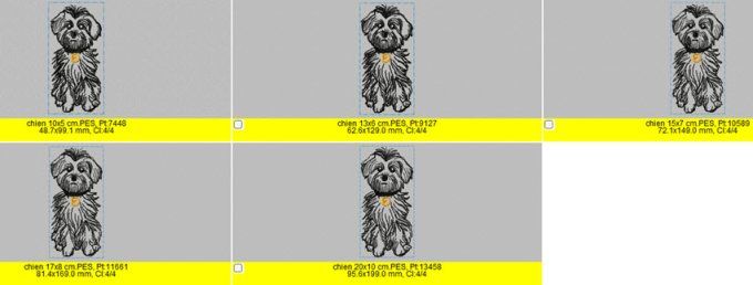 Chien Coton de Tuléar