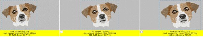 Le Jack russell terrier
