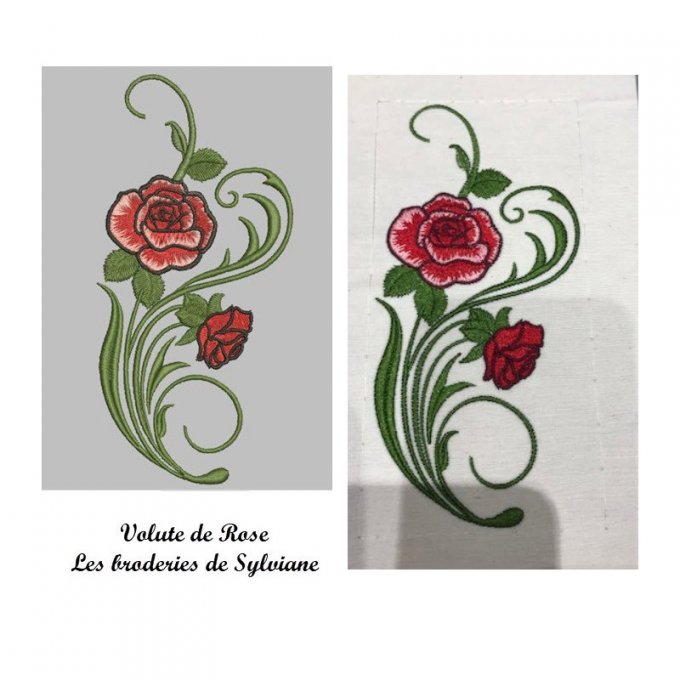 Volute de rose